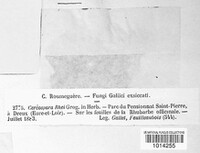 Cercospora rhei image